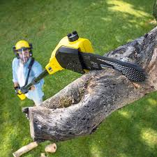 Professional  Tree Services in Wichita Falls, TX