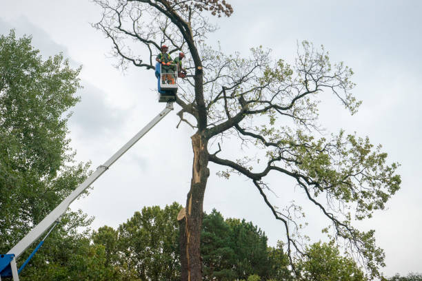 How Our Tree Care Process Works  in  Wichita Falls, TX